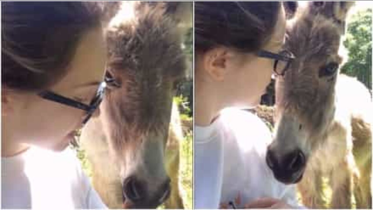 Young woman studying is distracted by a young and playful donkey