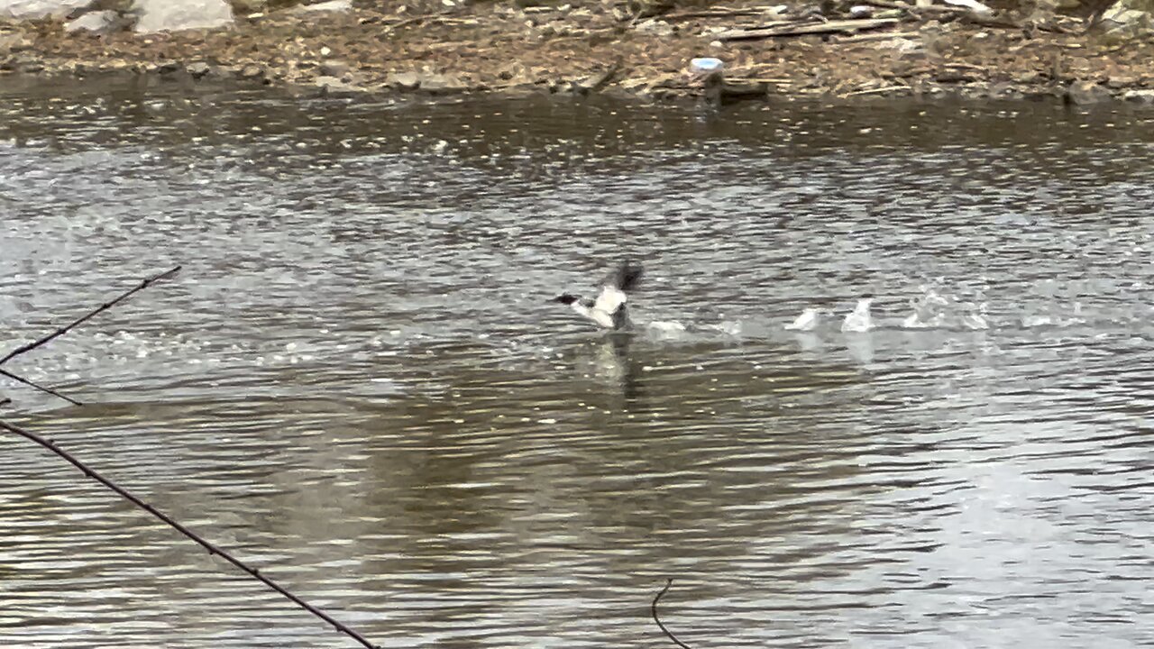 American merganser