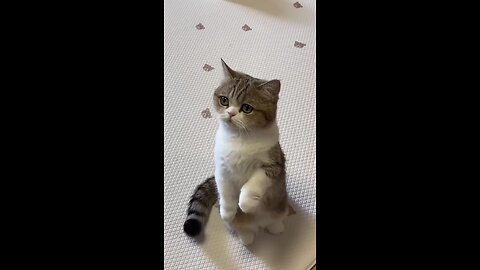 cat say please