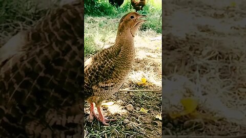 Dakhni teetar voice #sindhiteetar #teetar #dakhniteetar #ytshorts