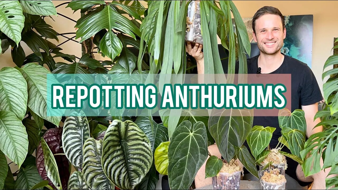 Repotting Anthuriums in aroid mix