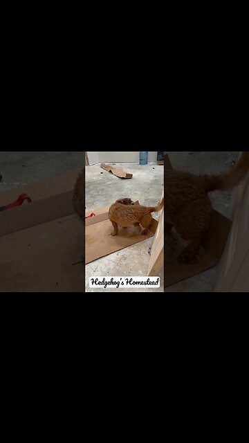 Turn the dryer on some cardboard