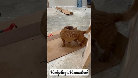 Turn the dryer on some cardboard