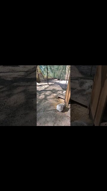 Good Morning Silkies. and Mack. the Gander