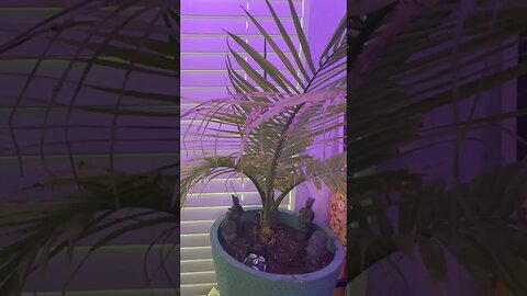 #palm #palmtrees #plant #plants #terracotta #warriors