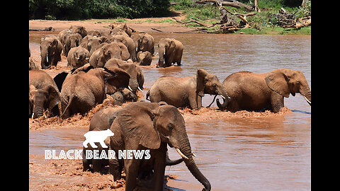 Elephants On The Chopping Block-The Joy Of Death-Sudan Floods