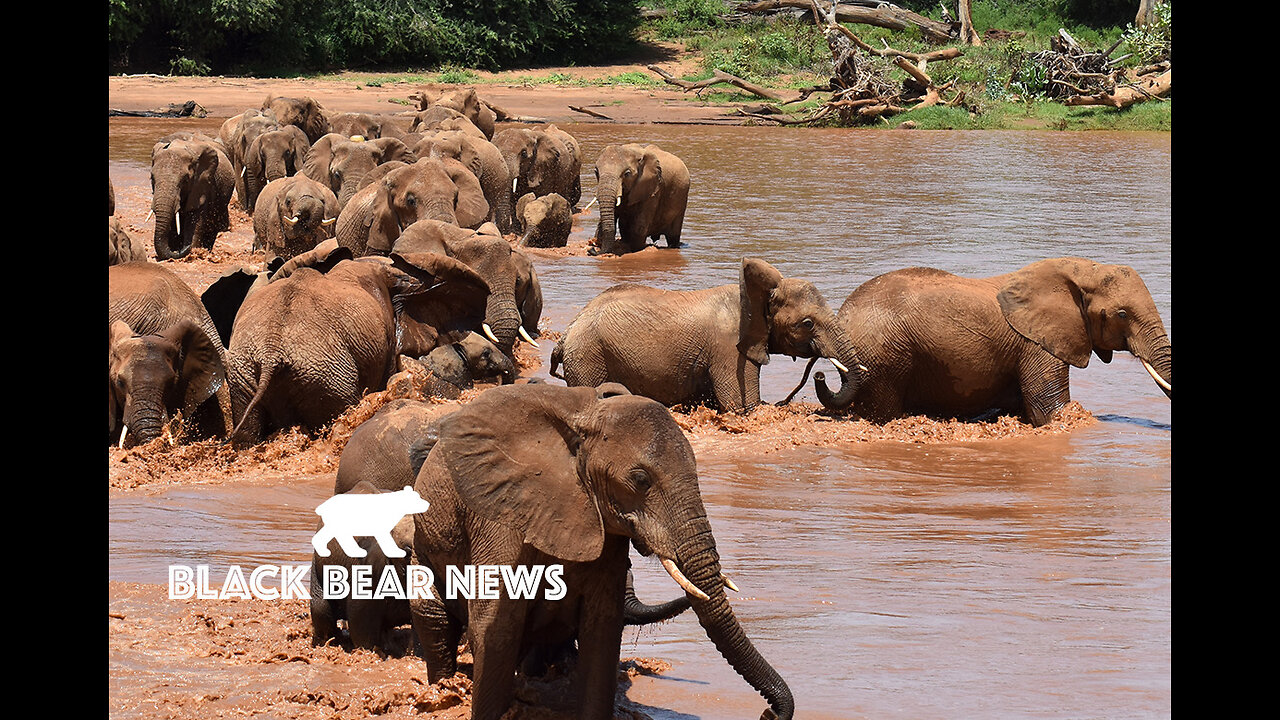 Elephants On The Chopping Block-The Joy Of Death-Sudan Floods