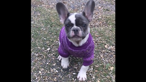 French Bulldog puppy’s first jumper