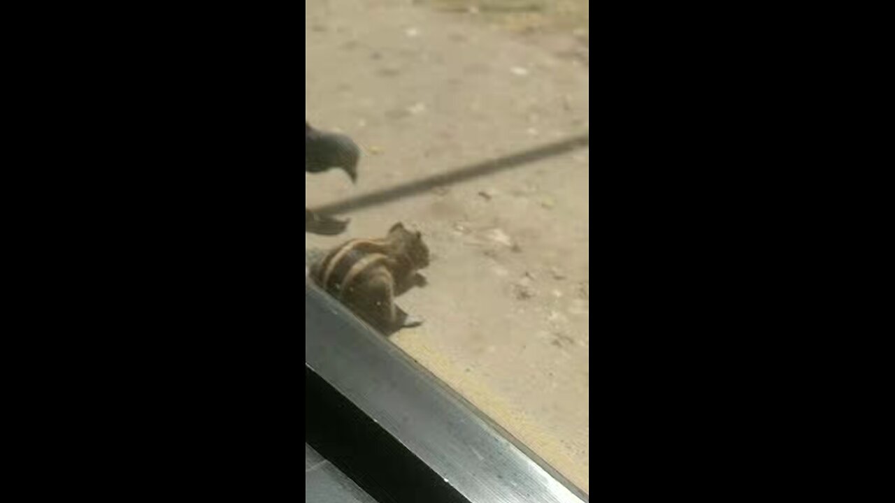 A pigeon and a squirrel eating together