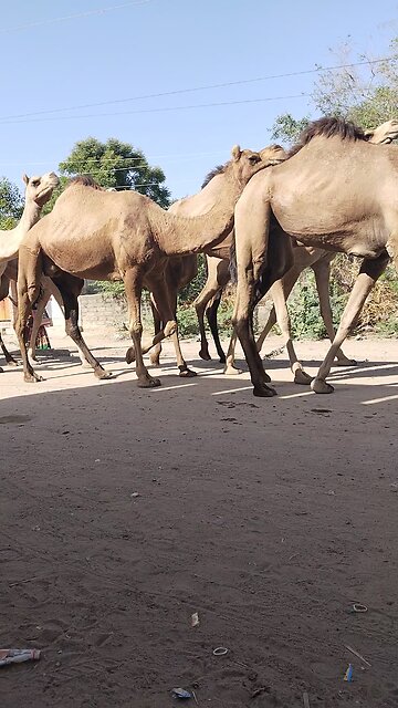 Indian village camel walk