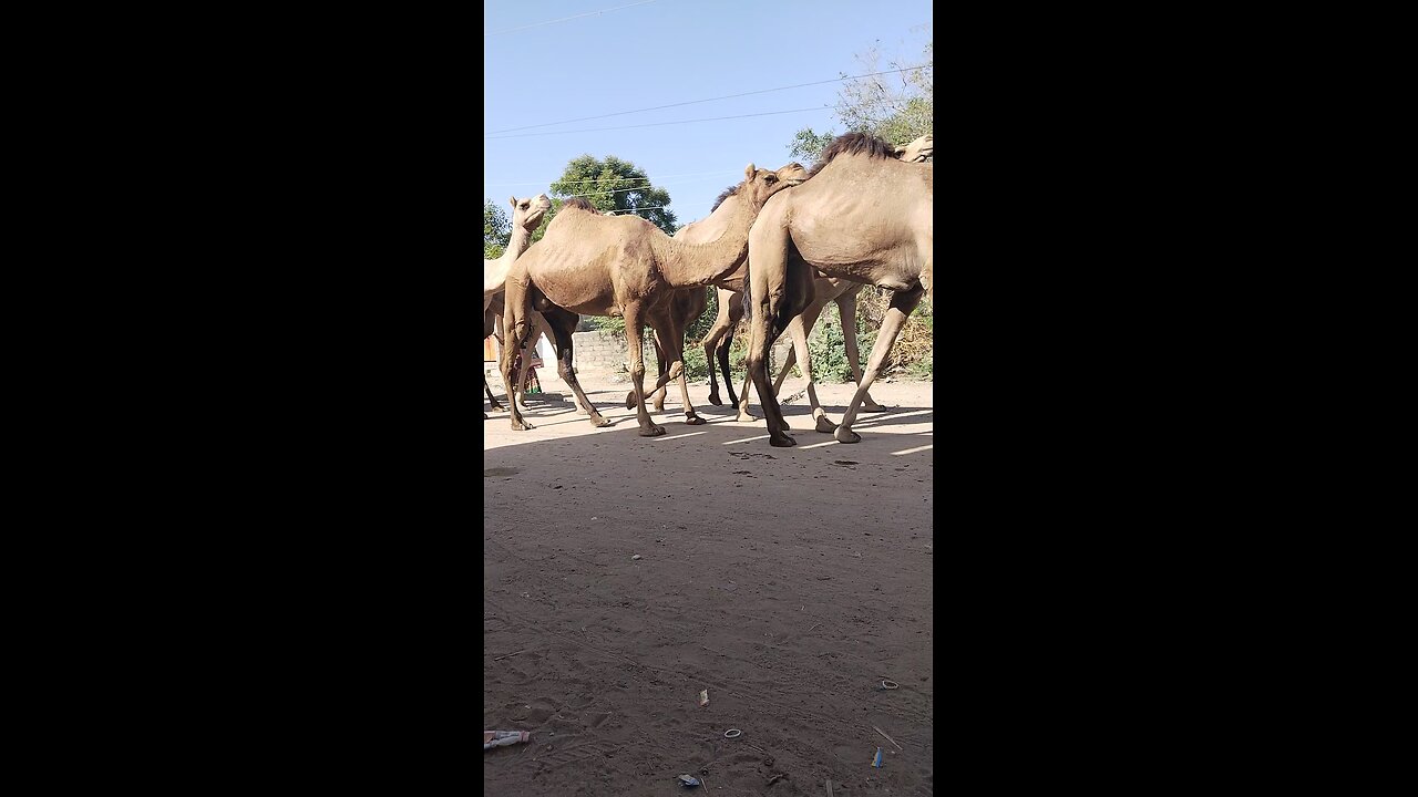 Indian village camel walk