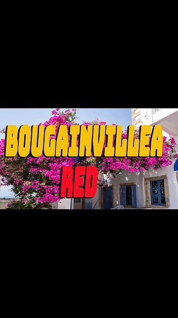 Bougainvillea glabra