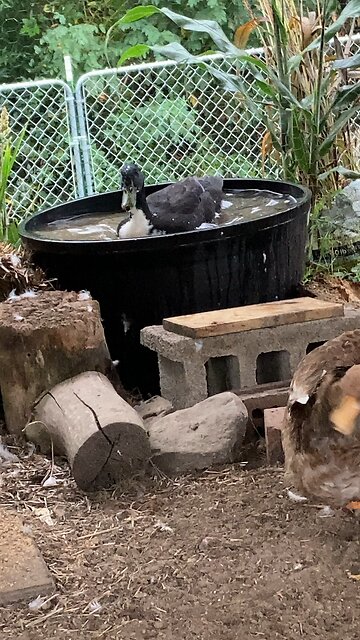 BNB: Breakfast and Bath