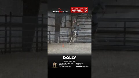 𝓓𝓸𝓵𝓵𝔂 Very Well Broke and Safe 10 Yr. old Unique Molly Mule! Available on Horsebid until April 10th!