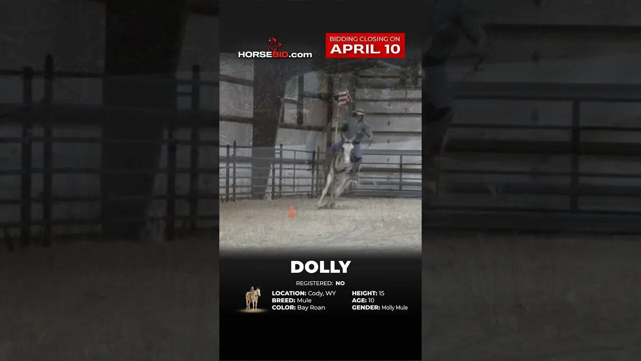 𝓓𝓸𝓵𝓵𝔂 Very Well Broke and Safe 10 Yr. old Unique Molly Mule! Available on Horsebid until April 10th!