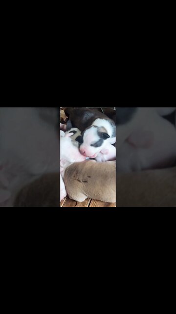 Get yours today in Haiti #dogloversinhaiti