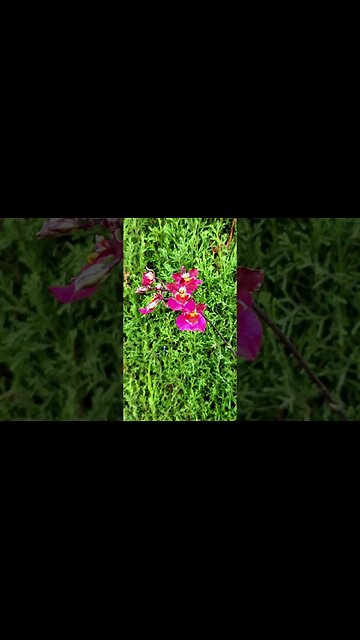 NoID Tolumnia Orchid in 🥰CUTE🥰 Bloom #ninjaorchids #shorts #miniature #orchids
