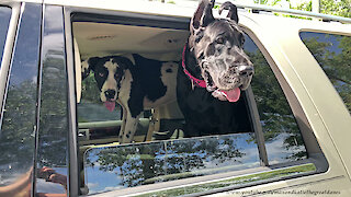 Great Danes See Herd Of Alpaca For the First Time
