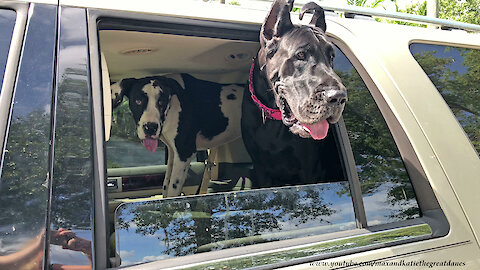 Great Danes See Herd Of Alpaca For the First Time