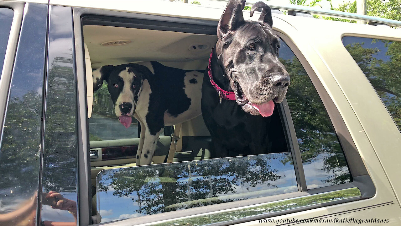 Great Danes See Herd Of Alpaca For the First Time