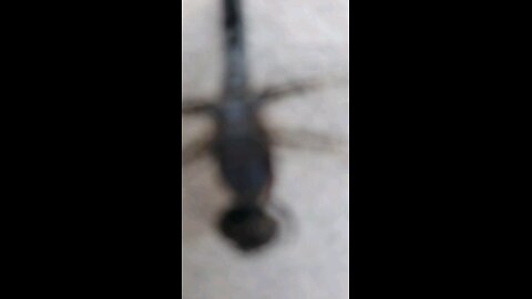 Dragon Fly