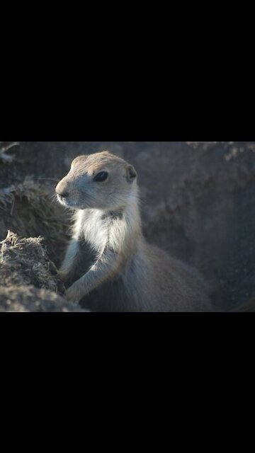 This prairie dog is so nonplussed