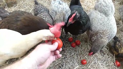 My ladies (chickens) like their maters.
