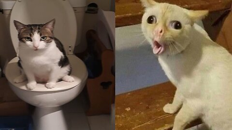 "Purrfect Cat Compilation: The Funniest and Cutest Moments! 🐱"