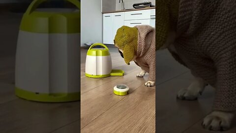 Pug Yoda Demands Snacks!