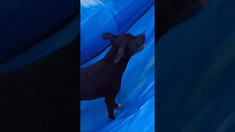 Dog going down waterslide!!