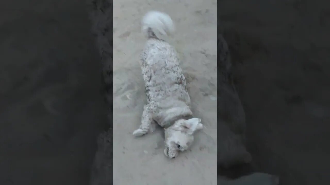 Dirty Dirty Dog.