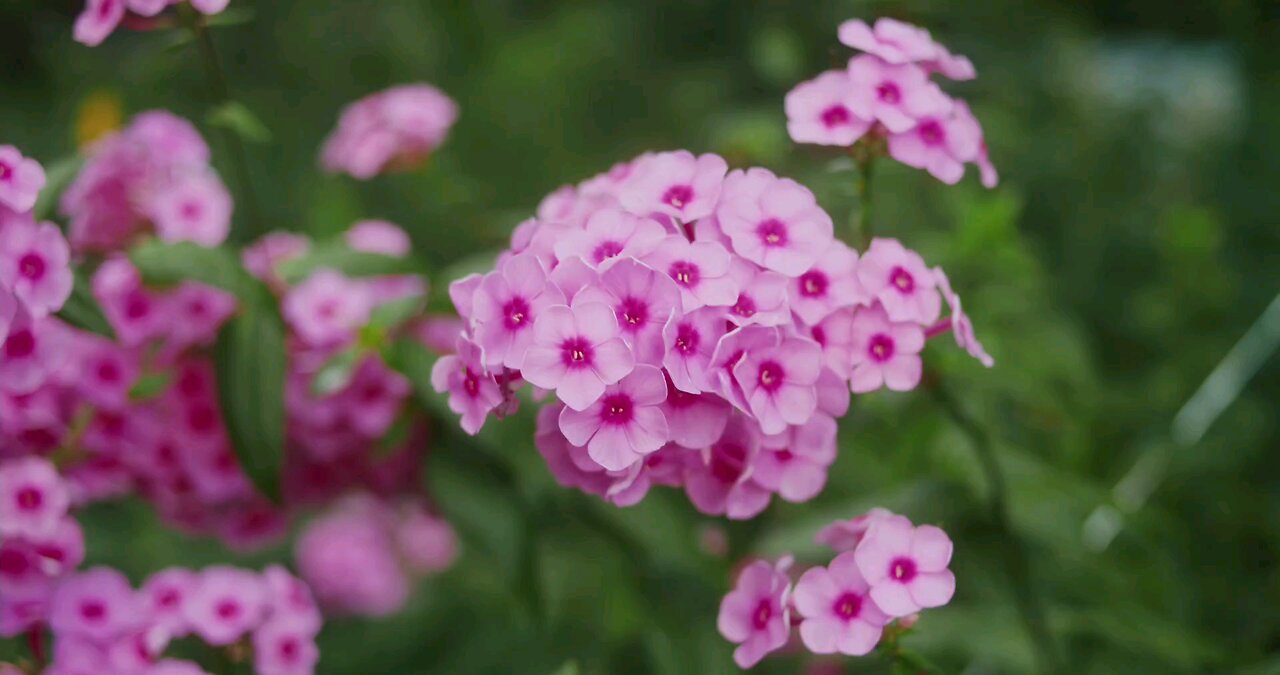 "Pink Phlox Paniculata: Attracting Pollinators and Brightening Landscapes"