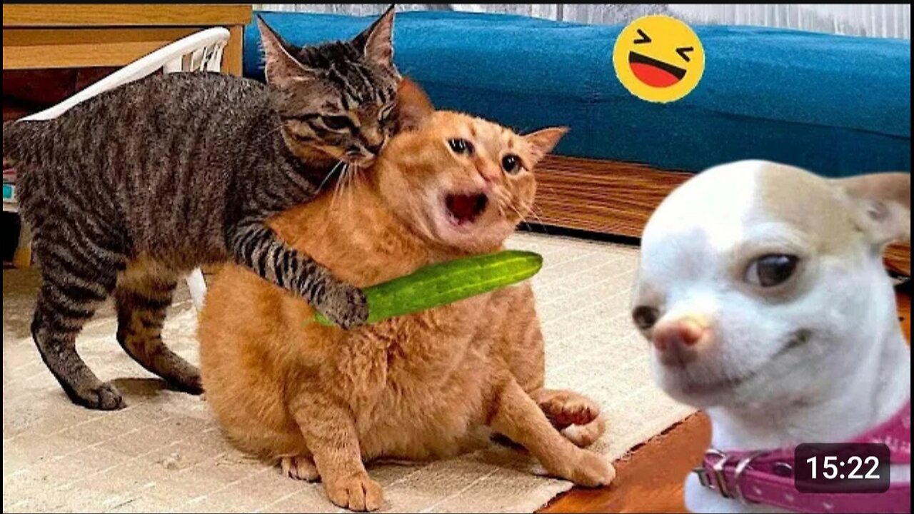 funny animal scenes