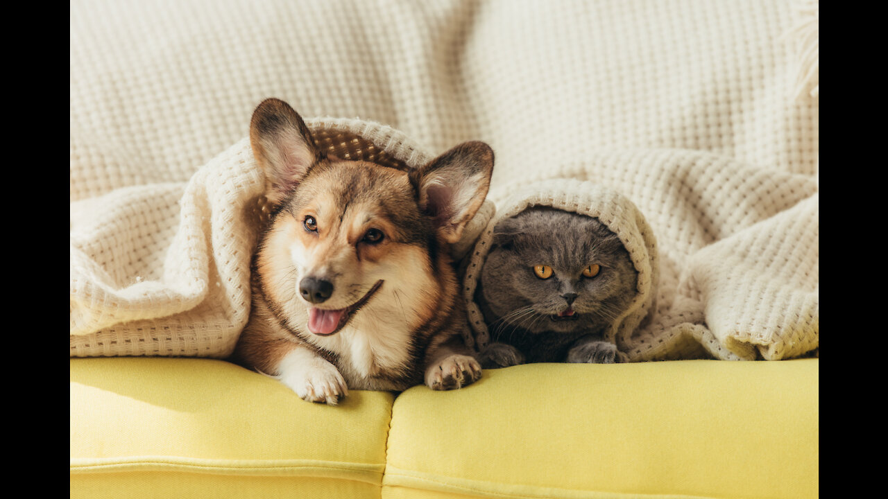 ❤Cute And Funny Pets |Try Not To Laugh To These Pets Compilation❤