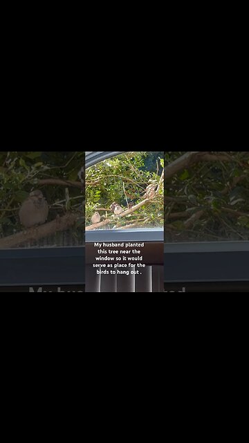 From Sleepy to Feisty: Birds Outside my Window. Who is watching who?