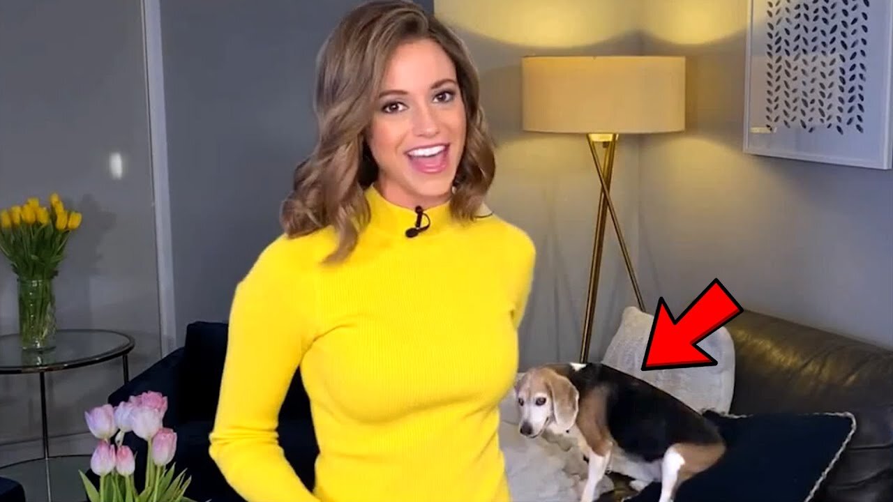 Best Dogs Work From Home News Bloopers Live