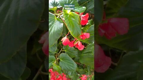Lindas Flores, 🍄🍀🌷💞 #500subs #flowers #relax