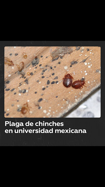 Captan chinches en el cabello de una estudiante en México