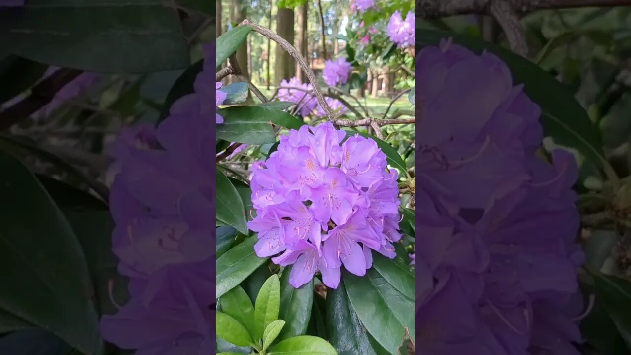 5-30-2023 Memorial Day Bloomers
