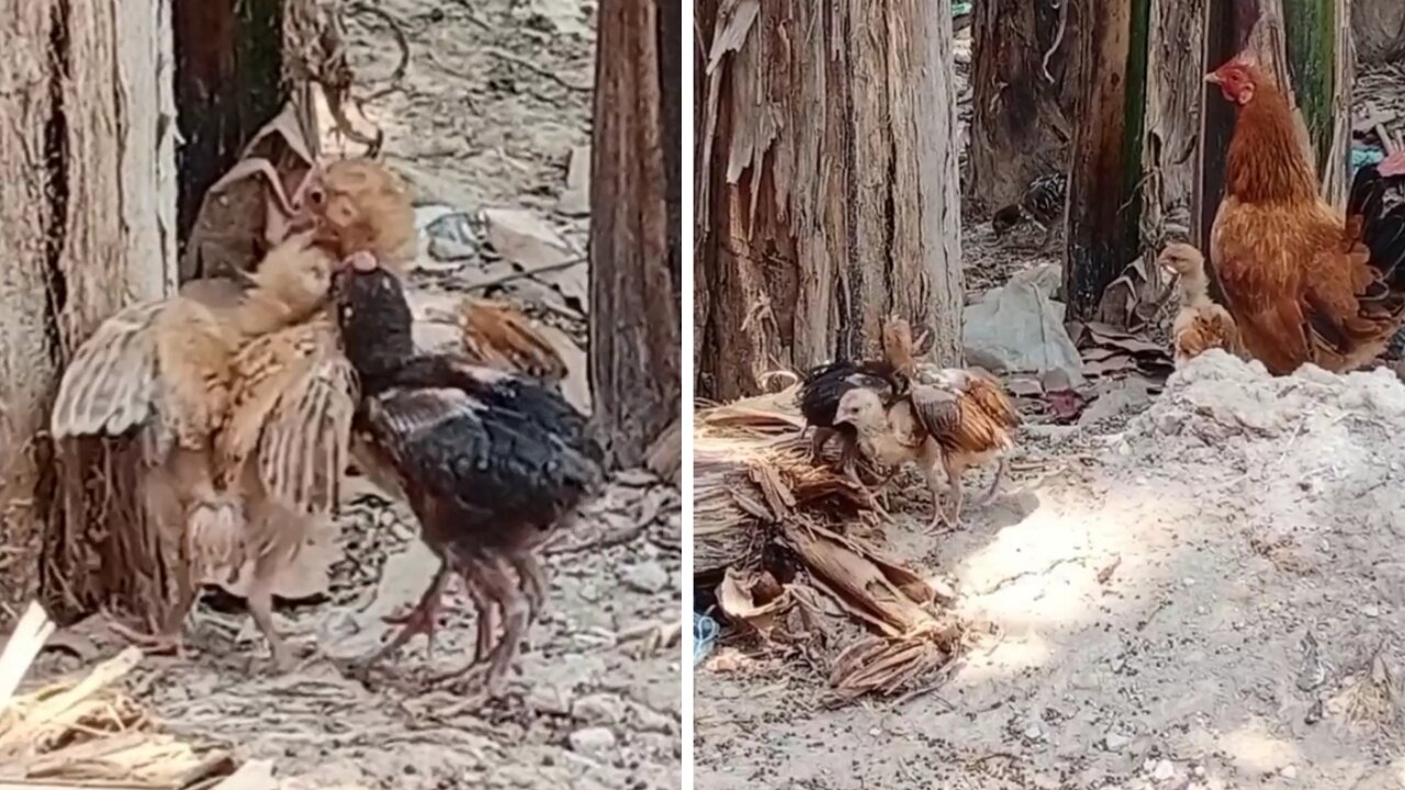 Baby cocks fight and makes fun