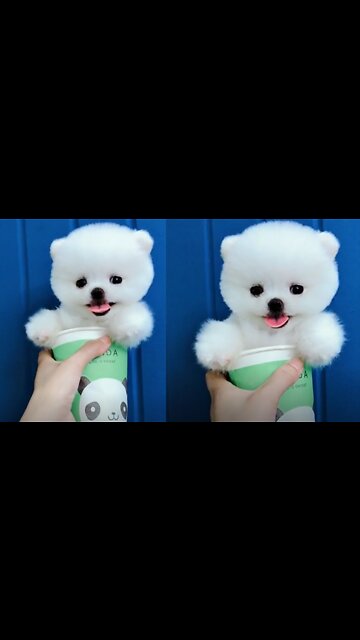 cute & funny dog |tik tok funny dog #shorts