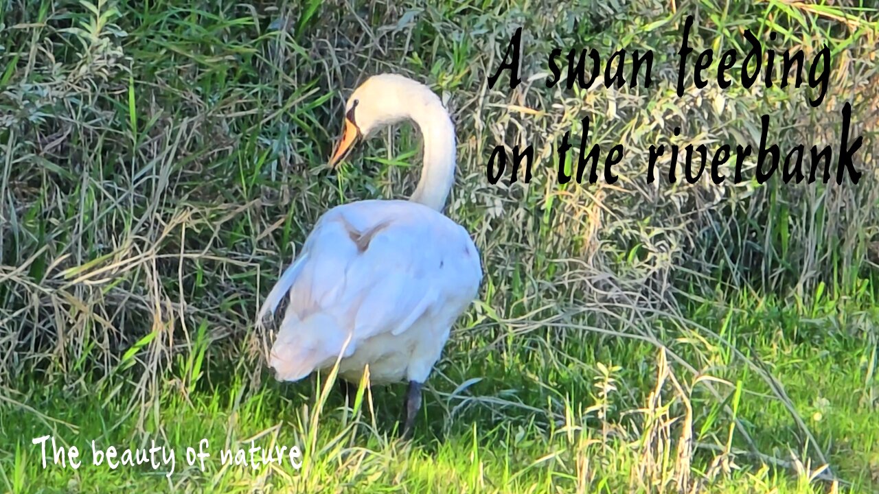 A swan feeding on the riverbank / a beautiful animal feeding.