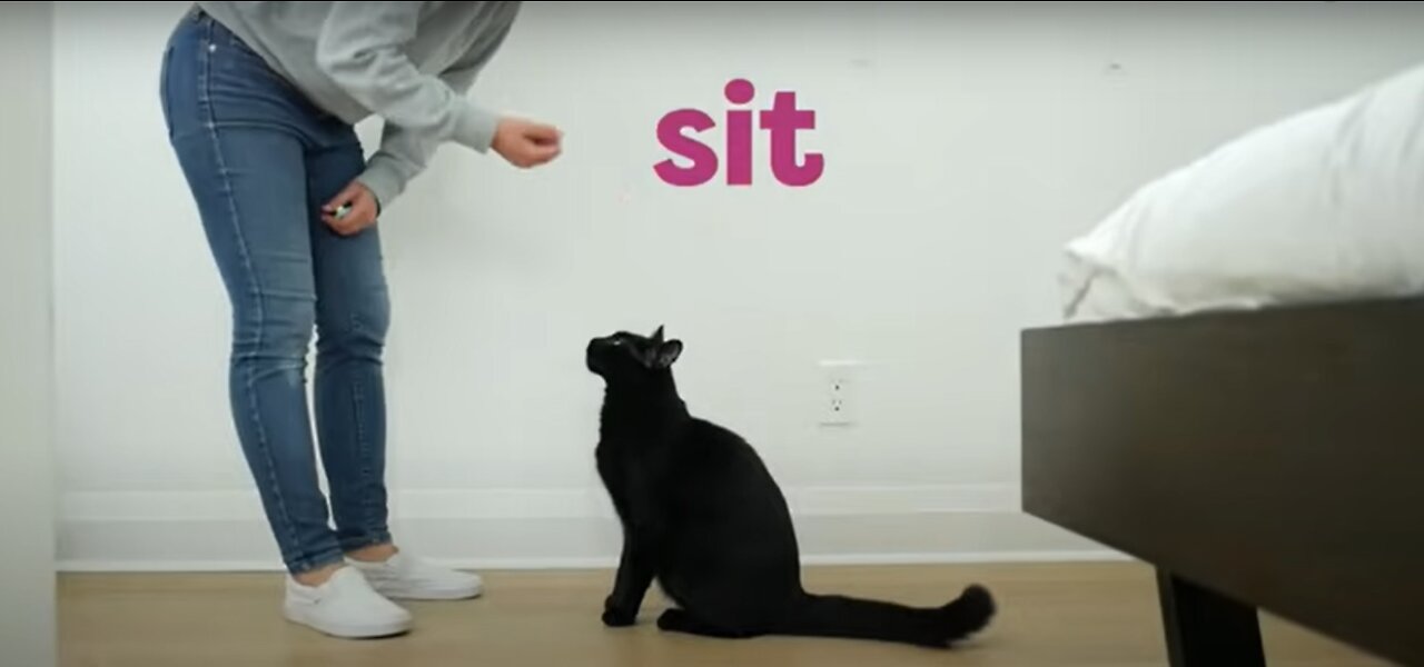 30 Tricks To Teach Your Cat