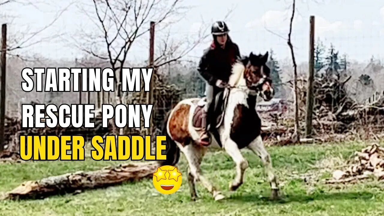 Starting My Auction Rescue Pony Under Saddle UPDATE