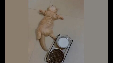 Poor Cat Eats too Much and Almost Dies!