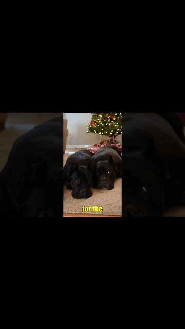 Cane Corsos cuddle for FIRST TIME #shorts #cutedog #dog