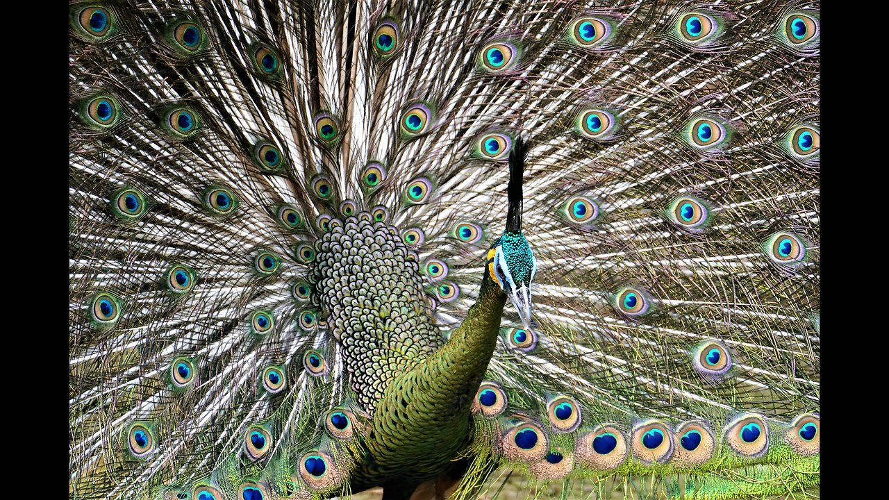 Amoung the most beautiful birds of Indonesia