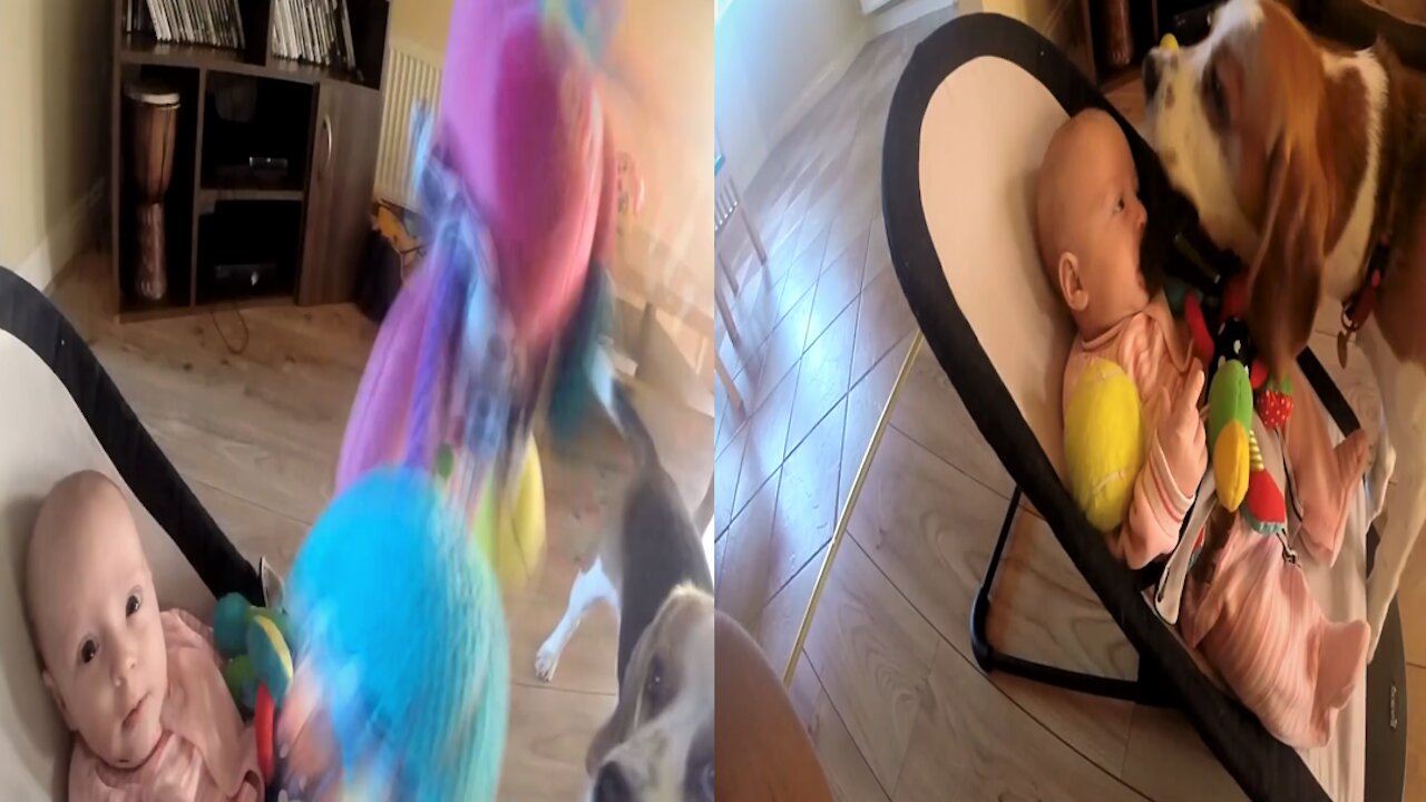 Guilty Funny Dog Apologizes Crying Baby for Stealing Her Toy, love animals