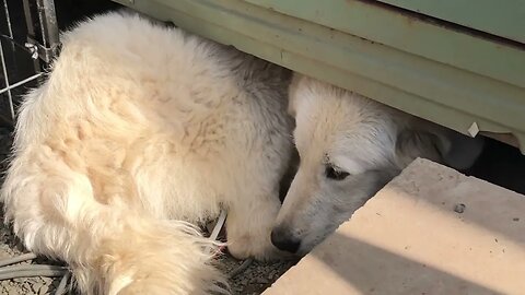 7 month old Maremma