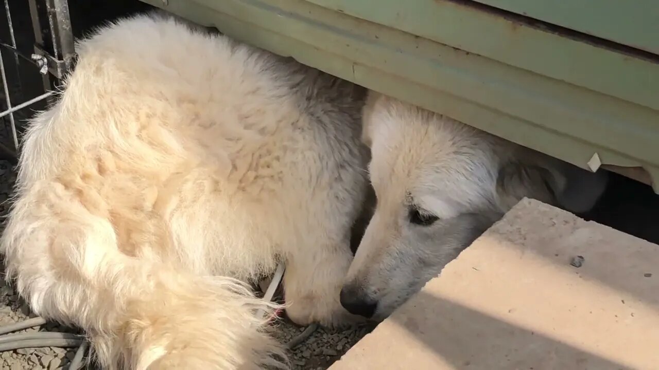 7 month old Maremma